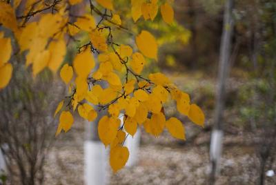 焦外二线性ni-sen